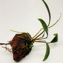 Load image into Gallery viewer, Lava Rock Anubias-Aquatic Plants-Glass Grown-Glass Grown Aquatics-Aquarium live fish plants, decor