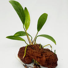 Load image into Gallery viewer, Lava Rock Anubias-Aquatic Plants-Glass Grown-Glass Grown Aquatics-Aquarium live fish plants, decor