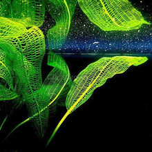 Load image into Gallery viewer, Madagascar Lace Bulb-Aquatic Plants-Glass Grown-Glass Grown Aquatics-Aquarium live fish plants, decor