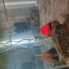 Load image into Gallery viewer, Axolotl Lower Light Plant Bundle w/ Java (4 plants)-Aquatic Plants-Glass Grown-Single Pack (4 plants)-Ten Root Tabs-Glass Grown Aquatics-Aquarium live fish plants, decor