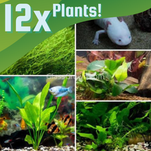 Load image into Gallery viewer, Axolotl Lower Light Plant Bundle w/ Java (4 plants)-Aquatic Plants-Glass Grown-Triple Pack (12 Plants)-No Thanks!-Glass Grown Aquatics-Aquarium live fish plants, decor