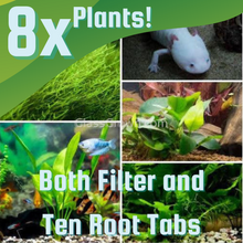 Load image into Gallery viewer, Axolotl Lower Light Plant Bundle w/ Java (4 plants)-Aquatic Plants-Glass Grown-Double Pack (8 Plants)-Both Plant and Tabs-Glass Grown Aquatics-Aquarium live fish plants, decor