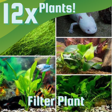 Load image into Gallery viewer, Axolotl Lower Light Plant Bundle w/ Java (4 plants)-Aquatic Plants-Glass Grown-Triple Pack (12 Plants)-Filter Plant-Glass Grown Aquatics-Aquarium live fish plants, decor