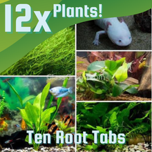 Load image into Gallery viewer, Axolotl Lower Light Plant Bundle w/ Java (4 plants)-Aquatic Plants-Glass Grown-Triple Pack (12 Plants)-Ten Root Tabs-Glass Grown Aquatics-Aquarium live fish plants, decor