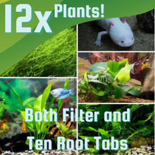 Load image into Gallery viewer, Axolotl Lower Light Plant Bundle w/ Java (4 plants)-Aquatic Plants-Glass Grown-Triple Pack (12 Plants)-Both Plant and Tabs-Glass Grown Aquatics-Aquarium live fish plants, decor