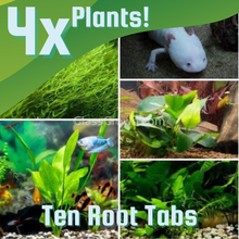 Load image into Gallery viewer, Axolotl Lower Light Plant Bundle w/ Java (4 plants)-Aquatic Plants-Glass Grown-Single Pack (4 plants)-Ten Root Tabs-Glass Grown Aquatics-Aquarium live fish plants, decor