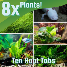 Load image into Gallery viewer, Axolotl Lower Light Plant Bundle w/ Java (4 plants)-Aquatic Plants-Glass Grown-Double Pack (8 Plants)-Ten Root Tabs-Glass Grown Aquatics-Aquarium live fish plants, decor