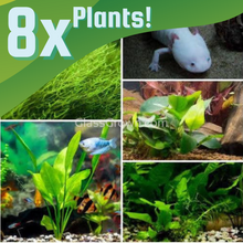 Load image into Gallery viewer, Axolotl Lower Light Plant Bundle w/ Java (4 plants)-Aquatic Plants-Glass Grown-Double Pack (8 Plants)-No Thanks!-Glass Grown Aquatics-Aquarium live fish plants, decor
