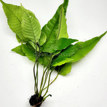 Load image into Gallery viewer, Broadleaf Bolbitis-Aquatic Plants-Glass Grown-Glass Grown Aquatics-Aquarium live fish plants, decor