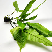 Load image into Gallery viewer, Broadleaf Bolbitis-Aquatic Plants-Glass Grown-Glass Grown Aquatics-Aquarium live fish plants, decor