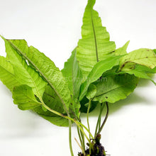 Load image into Gallery viewer, Broadleaf Bolbitis-Aquatic Plants-Glass Grown-Glass Grown Aquatics-Aquarium live fish plants, decor