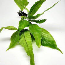 Load image into Gallery viewer, Broadleaf Bolbitis-Aquatic Plants-Glass Grown-Glass Grown Aquatics-Aquarium live fish plants, decor