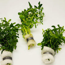 Load image into Gallery viewer, Bunch Moneywort-Aquatic Plants-Glass Grown-Glass Grown Aquatics-Aquarium live fish plants, decor