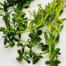 Load image into Gallery viewer, 1 CENT SAMPLE Moneywort Stem-Aquatic Plants-Glass Grown-Glass Grown Aquatics-Aquarium live fish plants, decor