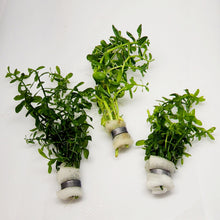 Load image into Gallery viewer, Bunch Moneywort-Aquatic Plants-Glass Grown-Glass Grown Aquatics-Aquarium live fish plants, decor