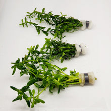 Load image into Gallery viewer, Bunch Moneywort-Aquatic Plants-Glass Grown-Glass Grown Aquatics-Aquarium live fish plants, decor