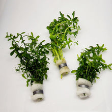 Load image into Gallery viewer, Bunch Moneywort-Aquatic Plants-Glass Grown-Glass Grown Aquatics-Aquarium live fish plants, decor