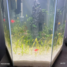 Load image into Gallery viewer, Mystery Bunch plant-Aquatic Plants-Glass Grown Aquatics-Single-Glass Grown Aquatics-Aquarium live fish plants, decor