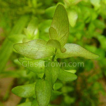 Load image into Gallery viewer, Mystery Bunch plant NYE-Aquatic Plants-Glass Grown Aquatics-Single-Glass Grown Aquatics-Aquarium live fish plants, decor