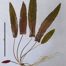 Load image into Gallery viewer, Barclaya Longifolia Bulb-Aquatic Plants-Glass Grown Aquatics-Glass Grown Aquatics-Aquarium live fish plants, decor