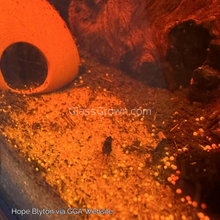 Load image into Gallery viewer, Black Onyx Dwarf Shrimp 10+ Pack-Live Animals-Glass Grown-10x-Glass Grown Aquatics-Aquarium live fish plants, decor