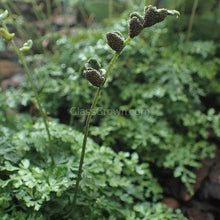 Load image into Gallery viewer, Potted Mini Bolbitis Heteroclita-Aquatic Plants-Glass Grown Aquatics-Glass Grown Aquatics-Aquarium live fish plants, decor