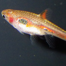 Load image into Gallery viewer, Phoenix Rasboras 6 Pack-Live Animals-Glass Grown-School of 6-Glass Grown Aquatics-Aquarium live fish plants, decor