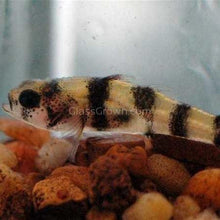 Load image into Gallery viewer, Bumblebee Goby (Brachygobius xanthomelas)-Live Animals-Glass Grown Aquatics-Single-Glass Grown Aquatics-Aquarium live fish plants, decor