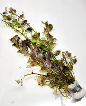 Load image into Gallery viewer, Bunch Bronze Cabomba Pulcherrima-Aquatic Plants-Glass Grown-Glass Grown Aquatics-Aquarium live fish plants, decor