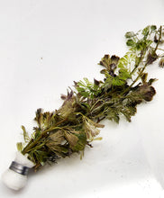 Load image into Gallery viewer, Bunch Bronze Cabomba Pulcherrima-Aquatic Plants-Glass Grown-Glass Grown Aquatics-Aquarium live fish plants, decor