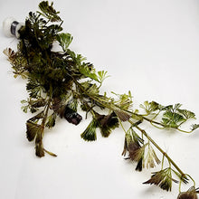 Load image into Gallery viewer, Bunch Bronze Cabomba Pulcherrima-Aquatic Plants-Glass Grown-Glass Grown Aquatics-Aquarium live fish plants, decor