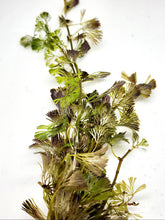 Load image into Gallery viewer, Bunch Bronze Cabomba Pulcherrima-Aquatic Plants-Glass Grown-Glass Grown Aquatics-Aquarium live fish plants, decor