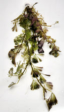 Load image into Gallery viewer, Bunch Bronze Cabomba Pulcherrima-Aquatic Plants-Glass Grown-Glass Grown Aquatics-Aquarium live fish plants, decor