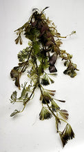 Load image into Gallery viewer, Bunch Bronze Cabomba Pulcherrima-Aquatic Plants-Glass Grown-Glass Grown Aquatics-Aquarium live fish plants, decor