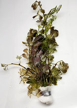 Load image into Gallery viewer, Bunch Bronze Cabomba Pulcherrima-Aquatic Plants-Glass Grown-Glass Grown Aquatics-Aquarium live fish plants, decor