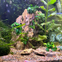 Load image into Gallery viewer, Anubias Nana Petite 3-10 Pots-Aquatic Plants-Glass Grown-3x Pots-Glass Grown Aquatics-Aquarium live fish plants, decor