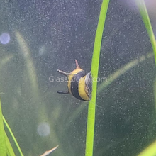 Load image into Gallery viewer, Bumblebee Horned Nerite Snail 3 Pack-Live Animals-Glass Grown-Pack of Three Snails-Glass Grown Aquatics-Aquarium live fish plants, decor
