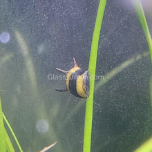 Load image into Gallery viewer, Bumblebee Horned Nerite Snail 3 Pack-Live Animals-Glass Grown-Pack of Three Snails-Glass Grown Aquatics-Aquarium live fish plants, decor