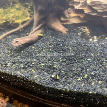 Load image into Gallery viewer, Bumblebee Horned Nerite Snail 3 Pack-Live Animals-Glass Grown-Pack of Three Snails-Glass Grown Aquatics-Aquarium live fish plants, decor