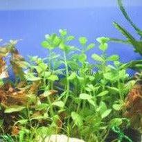 Load image into Gallery viewer, Potted Moneywort NYE-Aquatic Plants-Glass Grown-Glass Grown Aquatics-Aquarium live fish plants, decor