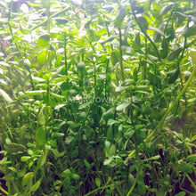 Load image into Gallery viewer, Potted Moneywort NYE-Aquatic Plants-Glass Grown-Glass Grown Aquatics-Aquarium live fish plants, decor