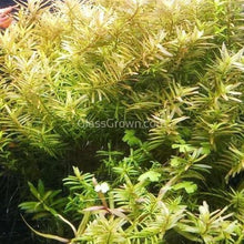 Load image into Gallery viewer, Potted Rotala Vietam H'ra-Aquatic Plants-Glass Grown-Glass Grown Aquatics-Aquarium live fish plants, decor