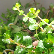 Load image into Gallery viewer, Potted Rotala Vietam H'ra-Aquatic Plants-Glass Grown-Glass Grown Aquatics-Aquarium live fish plants, decor