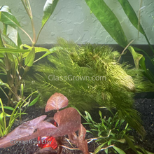 Load image into Gallery viewer, Bunch Hornwort-Aquatic Plants-Glass Grown-Glass Grown Aquatics-Aquarium live fish plants, decor
