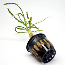 Load image into Gallery viewer, Potted Crinum Calamistratum-Aquatic Plants-Glass Grown-Glass Grown Aquatics-Aquarium live fish plants, decor