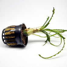 Load image into Gallery viewer, Potted Crinum Calamistratum-Aquatic Plants-Glass Grown-Glass Grown Aquatics-Aquarium live fish plants, decor