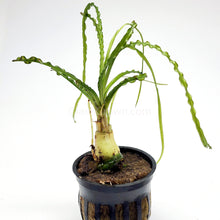 Load image into Gallery viewer, Potted Crinum Calamistratum-Aquatic Plants-Glass Grown-Glass Grown Aquatics-Aquarium live fish plants, decor