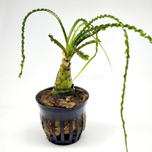 Load image into Gallery viewer, Potted Crinum Calamistratum-Aquatic Plants-Glass Grown-Glass Grown Aquatics-Aquarium live fish plants, decor