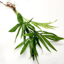 Load image into Gallery viewer, Bella Palm-Aquatic Plants-Glass Grown-Glass Grown Aquatics-Aquarium live fish plants, decor