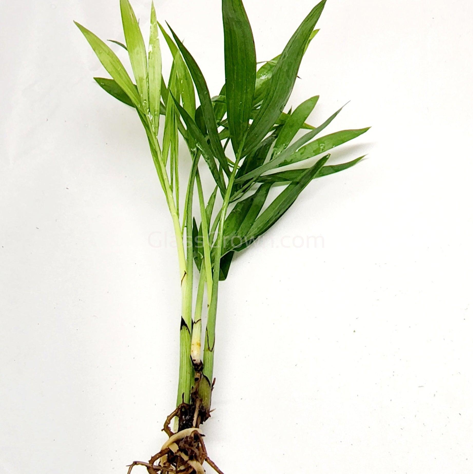 bella plant Bella Palm – Glass Grown Aquatics